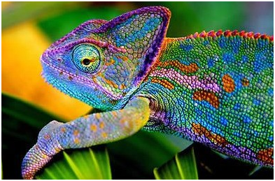 變（biàn）色（sè）龍